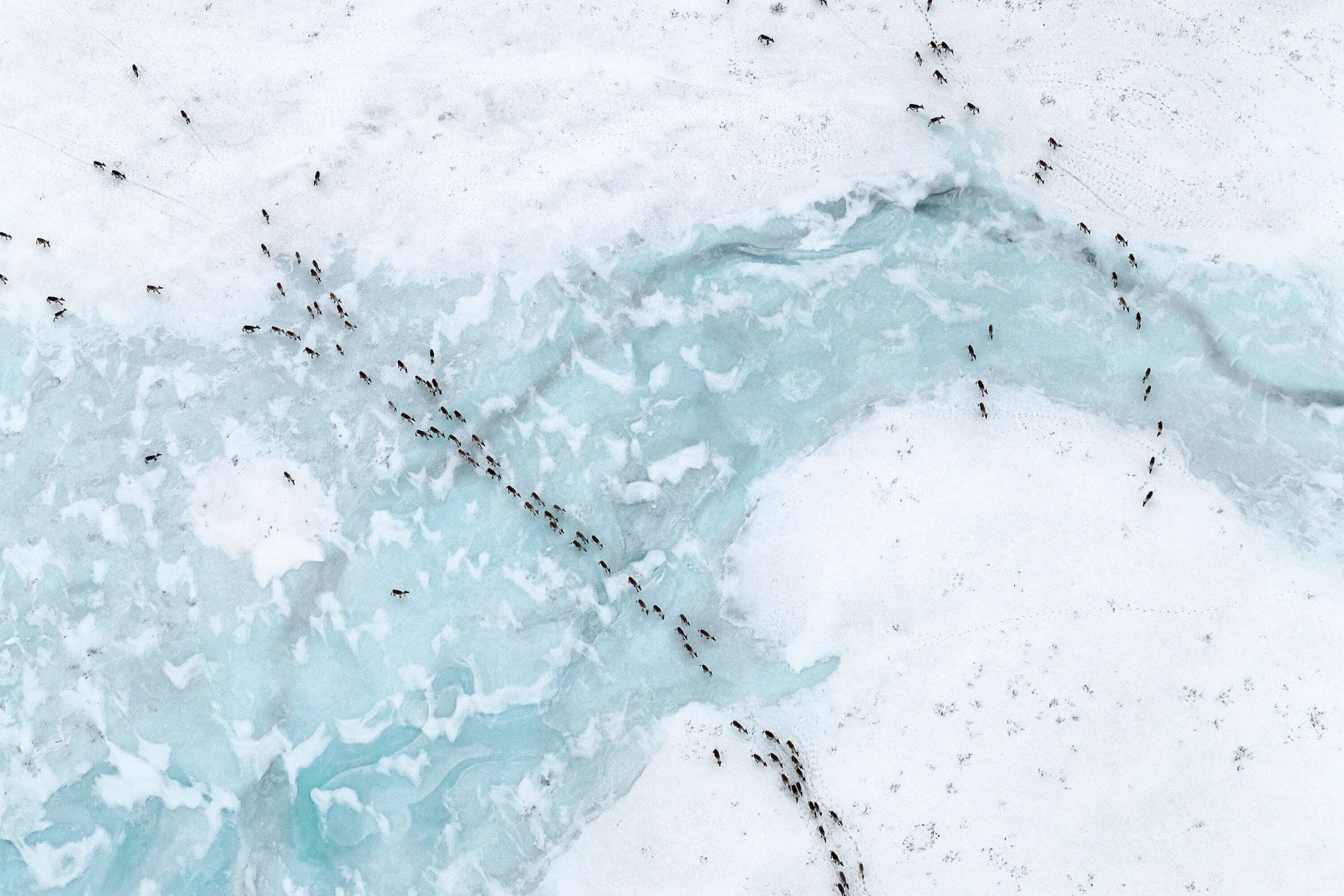 Aerial image of caribou herd migrating on snow and ice
