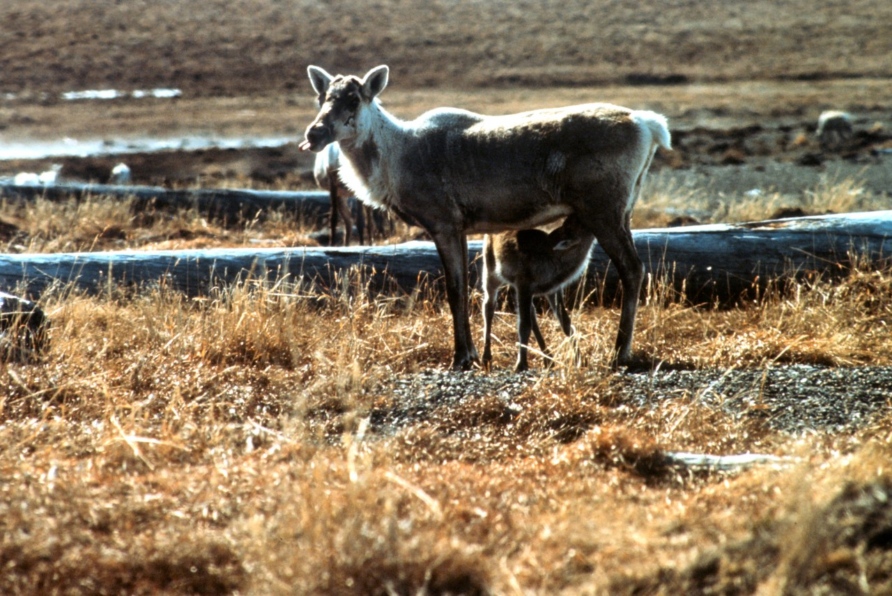 Caribou mother and calf in field.