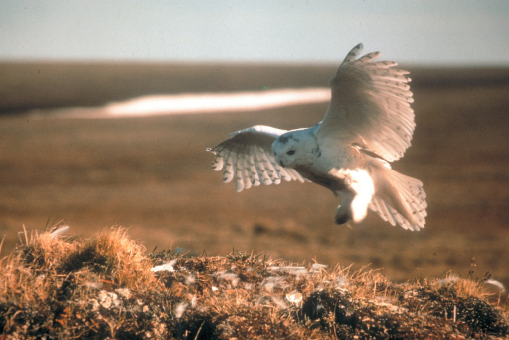 Snowy owl landing in field.