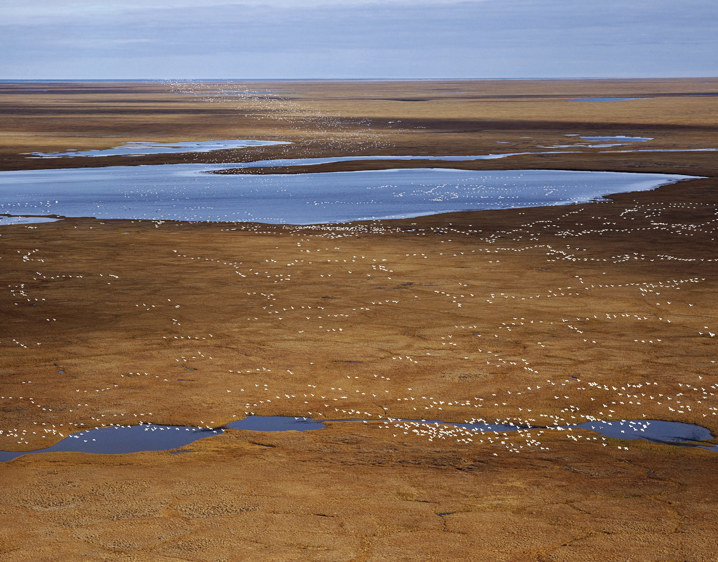 Fig_21.05_summer aerial image of snow geese over amber tundra and deep blue water