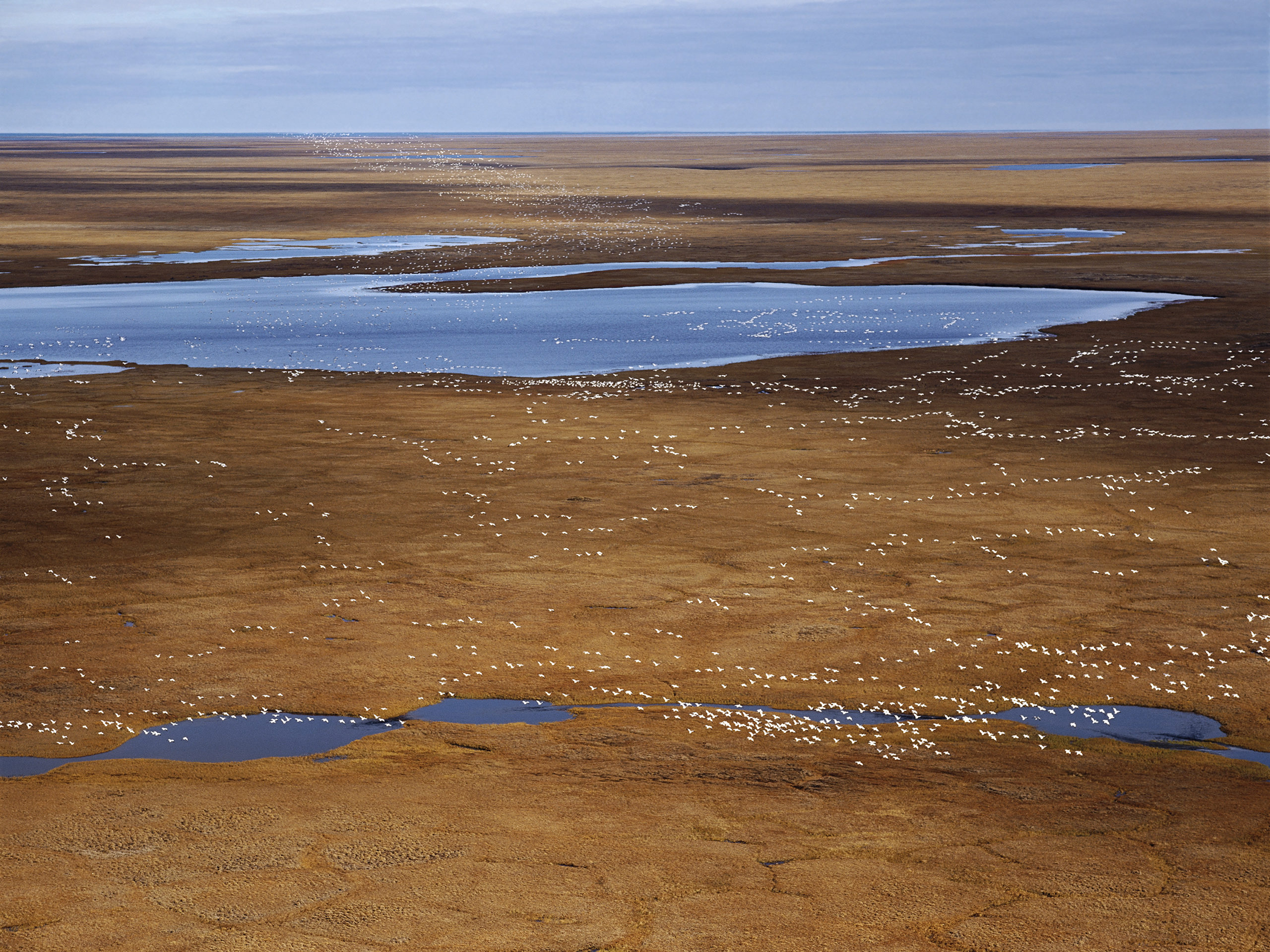 Fig_21.05_summer aerial image of snow geese over amber tundra and deep blue water